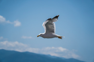 Seagulls around the ferry from south greece to Thassos island