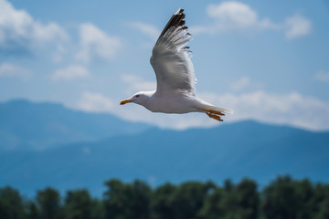 Seagulls around the ferry from south greece to Thassos island