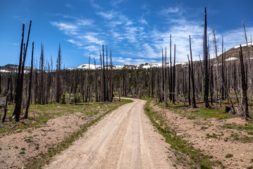 Fototapeta na wymiar Dirt Road Through Burnt Forest