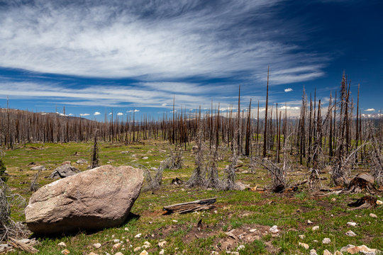 Burned Trees in the Rio Grande National Forest in Mineral County, Colorado Six Years After West Fork Complex Wildfire
