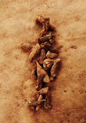 seal wort. Herbal medicine. 