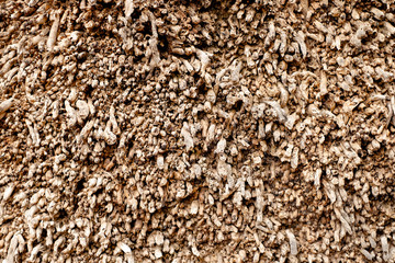Texture of a trunk of a tropical palm, natural texture and color, backdrop or background organic material.