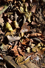 covered with leaves, autumn image