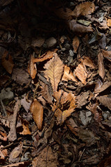 covered with leaves, autumn image