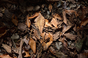 covered with leaves, autumn image