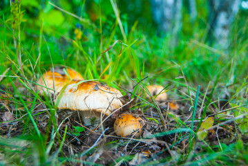 gathering mushrooms in the forest, harvesting for the winter, forest gifts