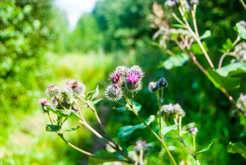 gathering mushrooms in the forest, harvesting for the winter, forest gifts