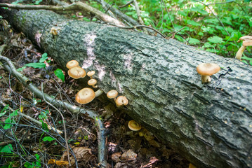 gathering mushrooms in the forest, harvesting for the winter, forest gifts