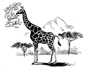 Giraffe animal eating a leaves from the tree in African savanna. Ink black and white drawing
