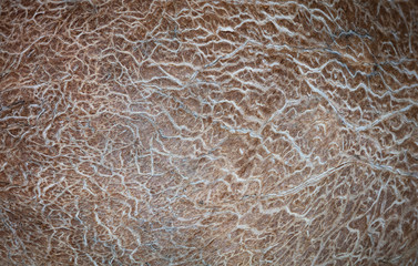 Textura interna da casca de coco