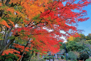 鮮やかな紅葉