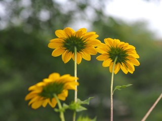 ヒマワリの花のアップ