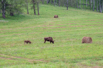 Female bison with a baby grazing in the meadow.