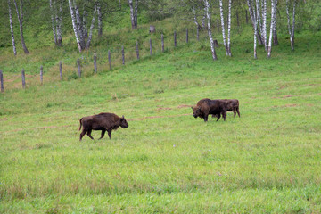 Male and female bison graze in the meadow.