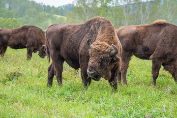 A large male bison grazing in the meadow.