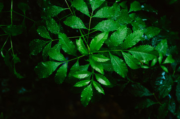 Background of Green Leaves, Natural Background for Wallpaper