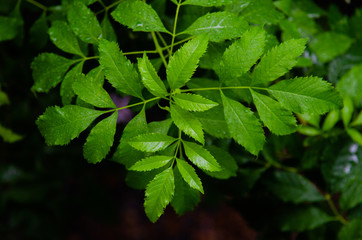 green leaves in the forest