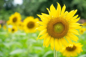 closeup blooming yellow  sunflower , Sunflower field .