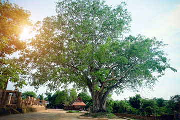 Fototapeta premium trees