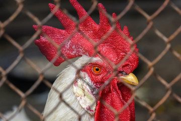 Allphotokz Cock 20190721 9851 D810