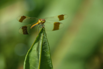Allphotokz Dragonfly 20070615 0326 5D