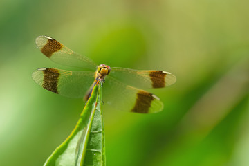 Allphotokz Dragonfly 20070615 0328 5D