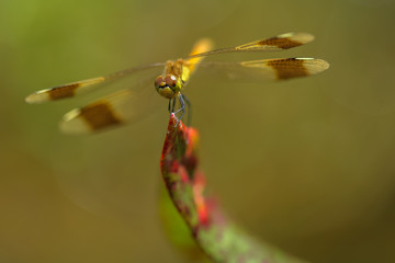 Allphotokz Dragonfly 20070615 0336 5D 