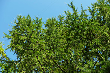 Fototapeta premium close-up of young green fir against the sky