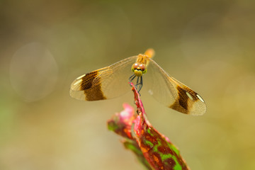 Allphotokz Dragonfly 20070615 0469 5D