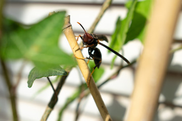 insecto, avispa, abeja,bicho