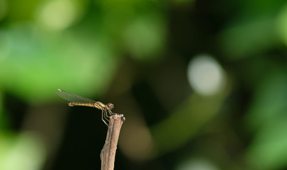 Dragonfly hold on dry branchesand copy space