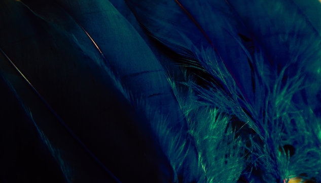 Beautiful textures abstract close up color black darkness purple and blue feathers background and wallpaper