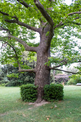 Obraz premium Park Nature Museum Reserve. Crimea, Alupka, Russia.