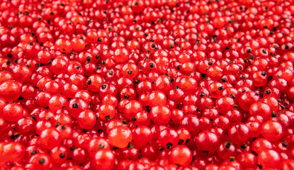 Red currant berries as background