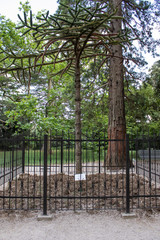 Chilean conifer Araucaria some specimens reach a height of 60 m