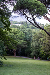 Park Nature Museum Reserve. Crimea, Alupka, Russia.