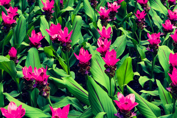 Beautiful colorful red and pink flowers and green nature plant tree forest in the public garden and green city parks