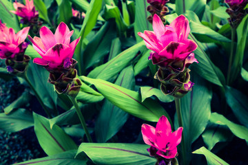 Beautiful colorful red and pink flowers and green nature plant tree forest in the public garden and green city parks