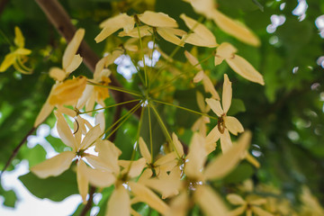 Yellow flowers that are commonly found along various roads, namely the color of Cassia fistula flower or Ratchapruek flowers, sacred trees that have been regarded as Thailand national flower