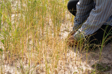 Dry rice and dry ground