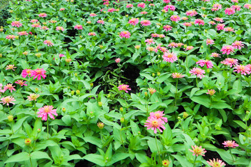 Beautiful colorful red and pink flowers and green nature plant tree forest in the public garden and green city parks