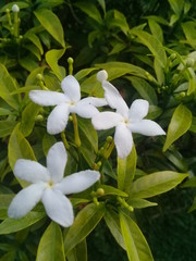 naturel flowers in sri lanka
