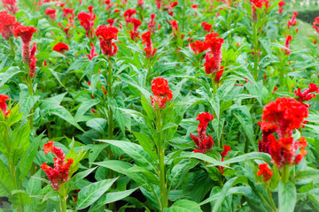 Beautiful colorful red and pink flowers and green nature plant tree forest in the public garden and green city parks