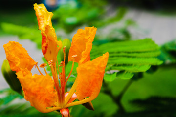 Beautiful colorful pink white and yellow flowers and green nature plant tree forest in the public garden and green city parks