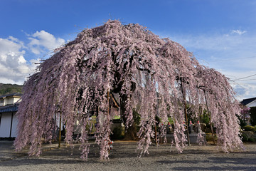 満開の枝垂れ桜
