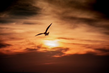 Plakat bird flying in the sky at sunset