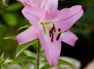 Flowering lily in the garden in the summer. Natural blurred background.Drops of morning dew on rose petals.