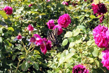 Butterfly on red violet roses