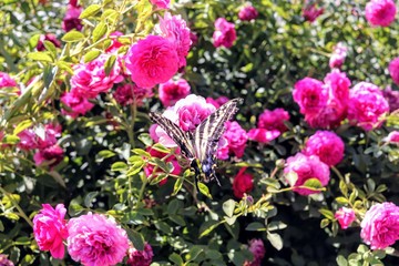 Butterfly on red violet roses
