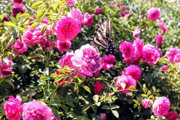 Butterfly on red violet roses